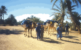  RAMBLING IN MOROCCO: OASIS