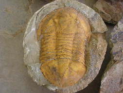 MOROCCO TOURS: Fossil TRILOBITE