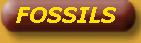FOSSIL AND MINERALS TOUR